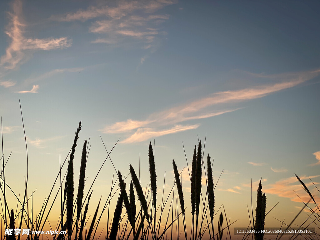 夕阳下的芦苇剪影