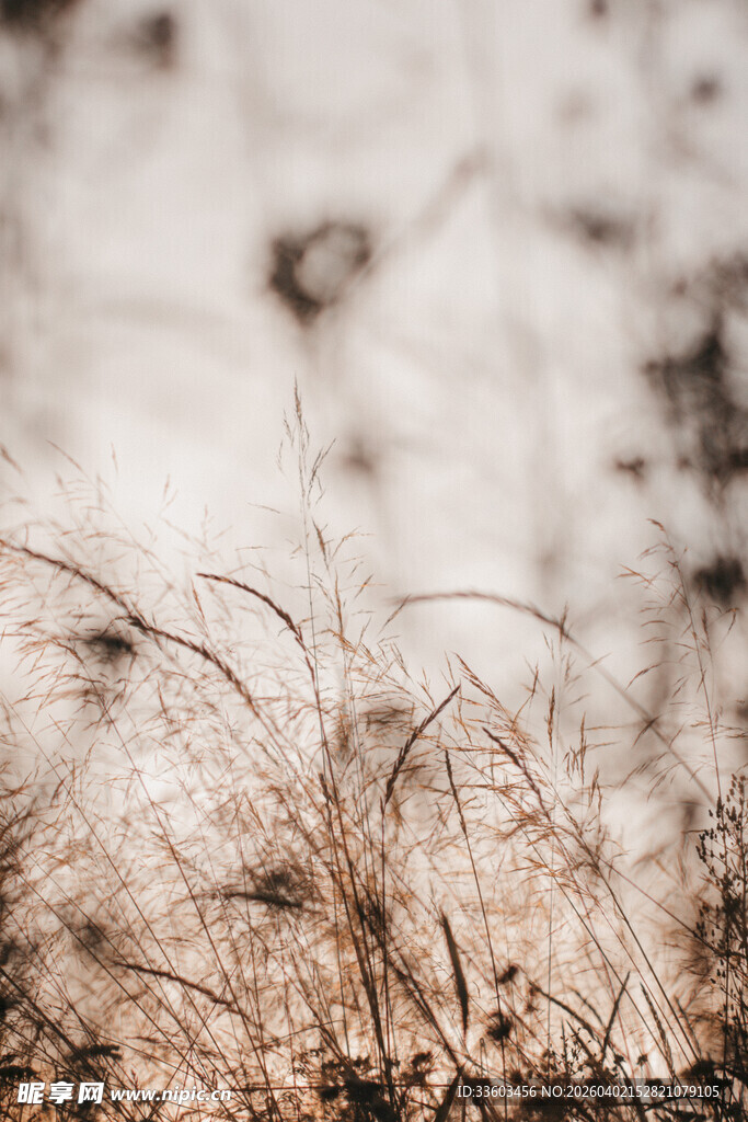 冬日枯黄野草特写