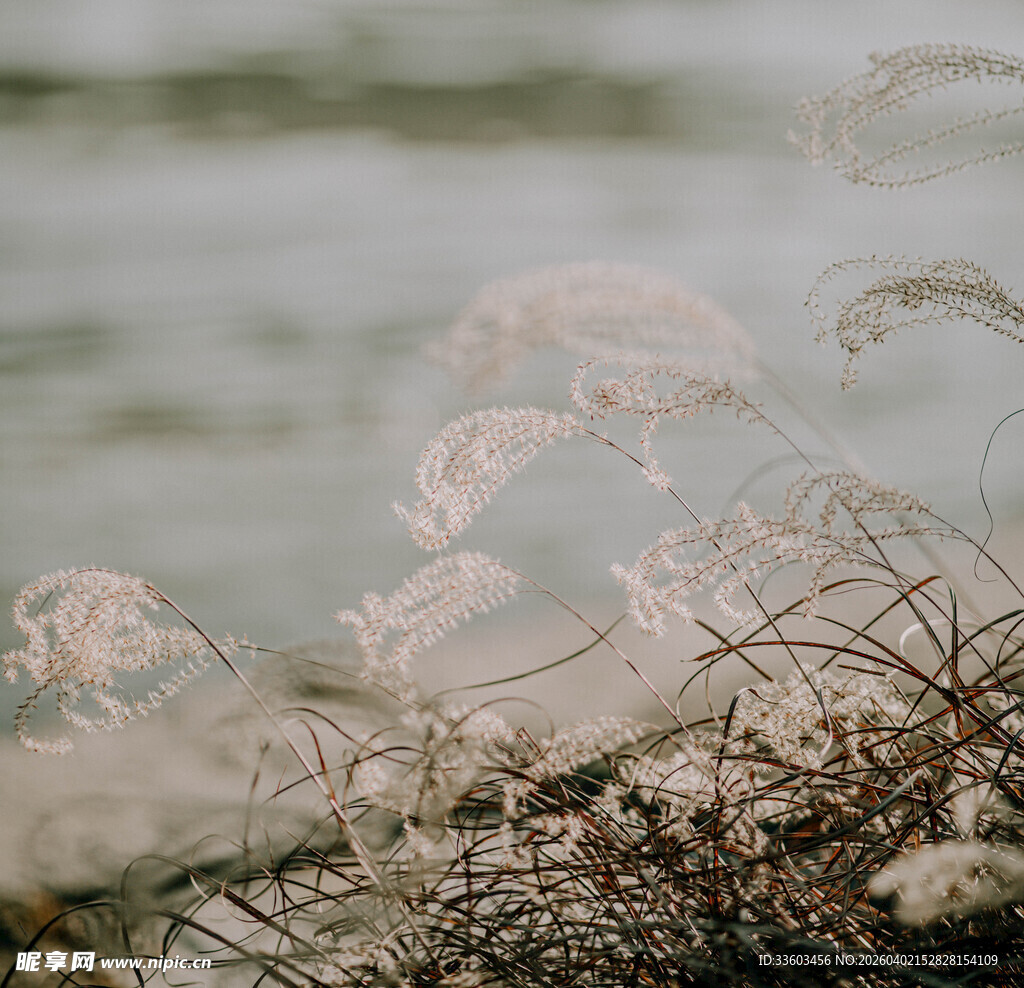 水边摇曳的轻柔植物