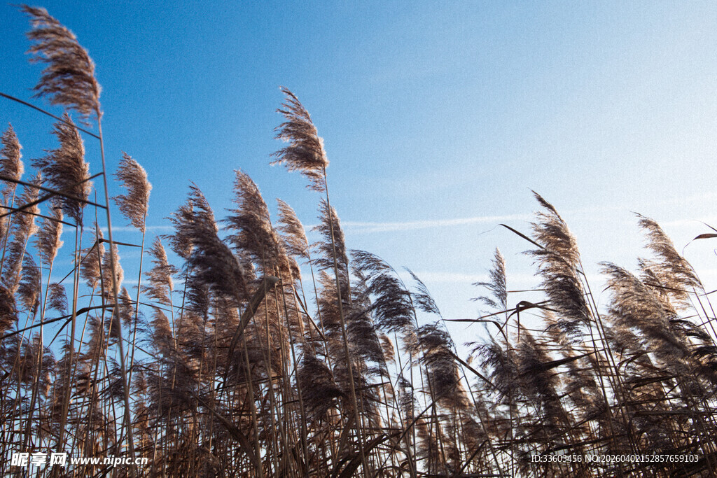蓝天映衬下的摇曳芦苇