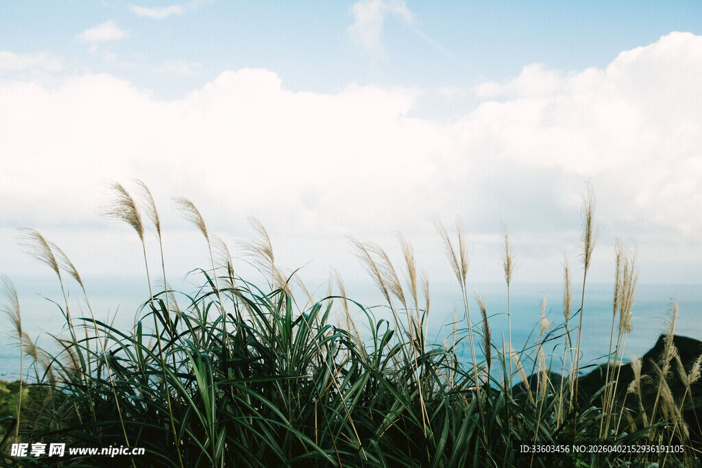 蓝天白云下的蓬勃野草