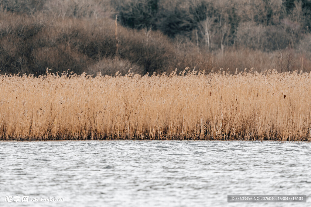 湖畔芦苇荡
