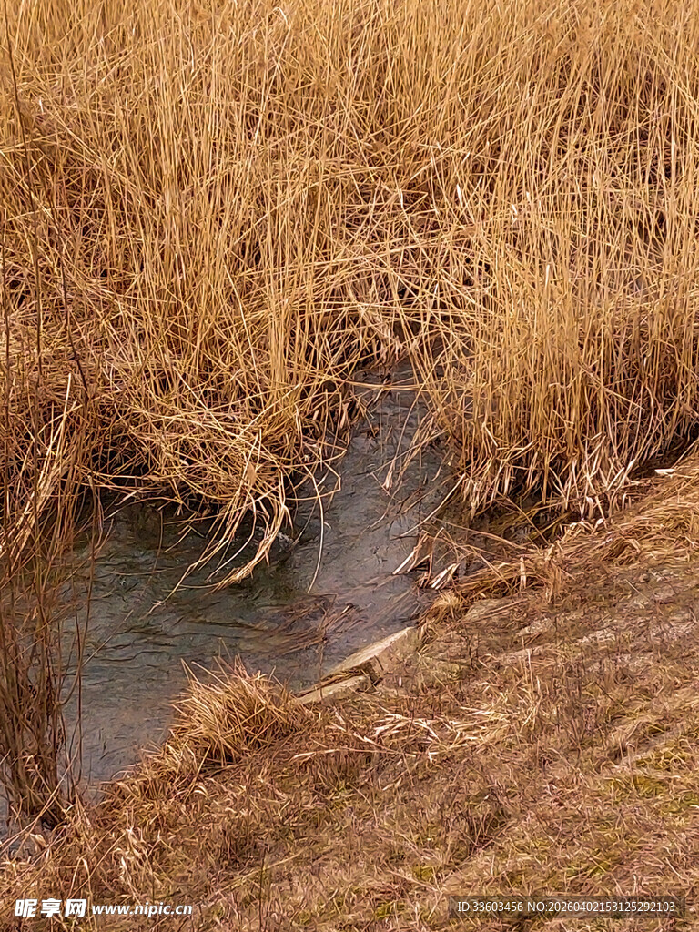 溪边枯黄芦苇景观