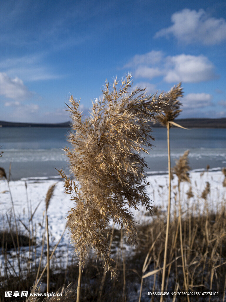 海边芦苇
