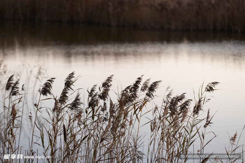湖畔芦苇
