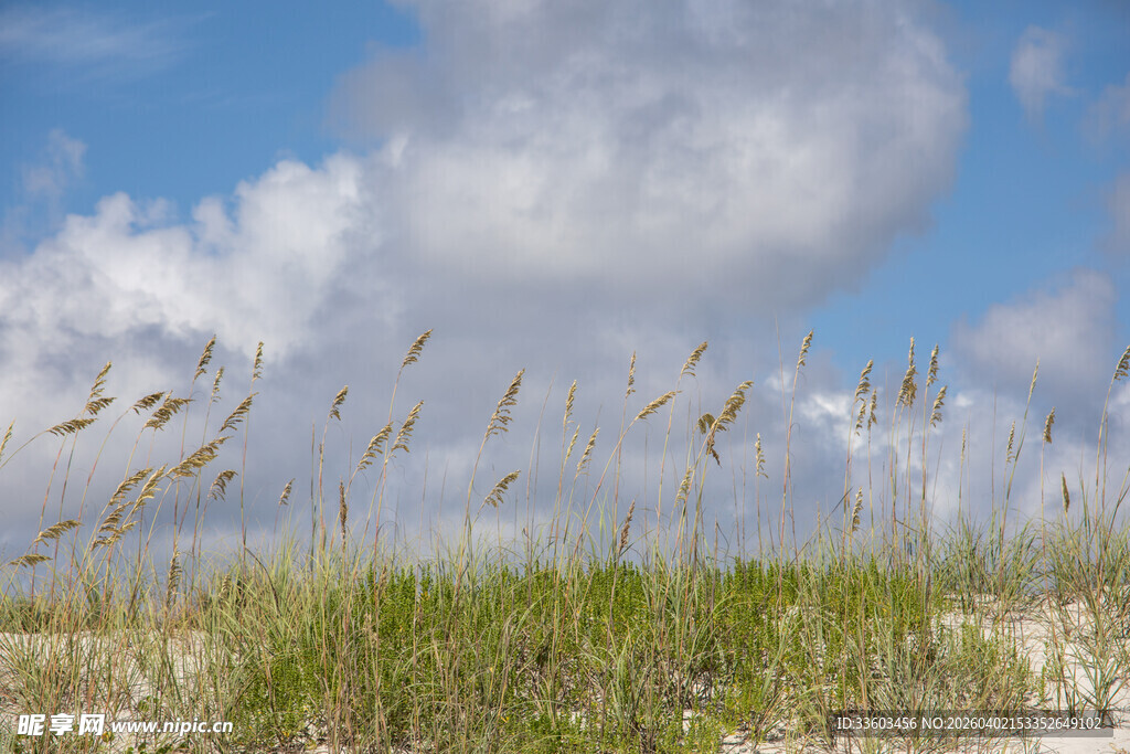 蓝天沙滩上的摇曳草