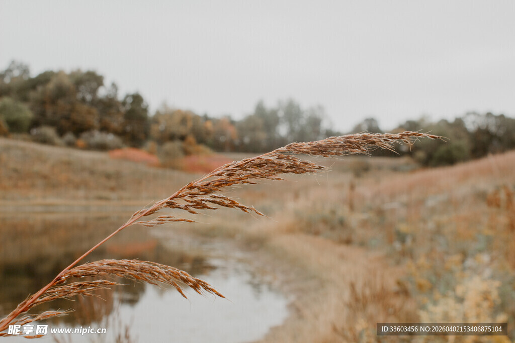 秋日河畔芦苇景致