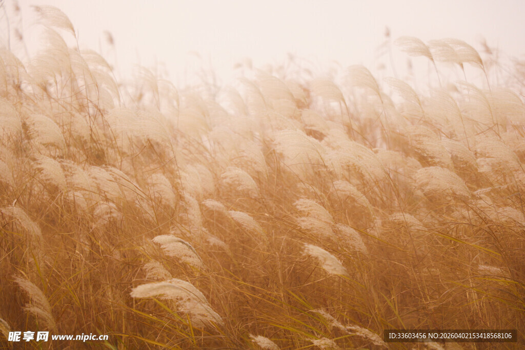 金色芦苇丛