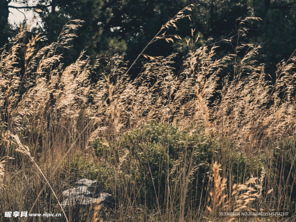 秋日旷野中的金黄芦苇
