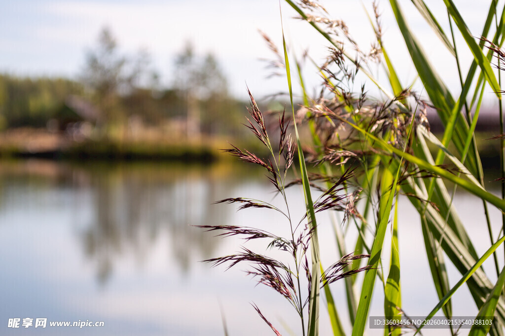 湖畔芦苇
