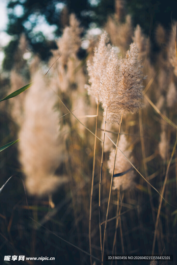 阳光下的轻柔芦苇