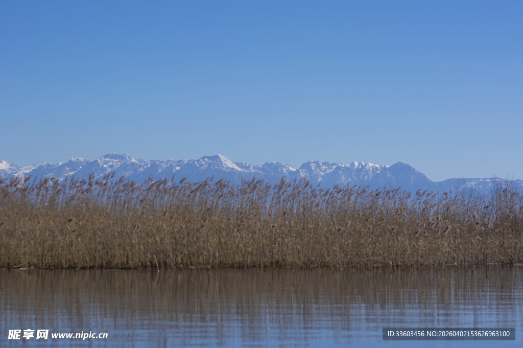 湖畔枯苇与远处雪山美景