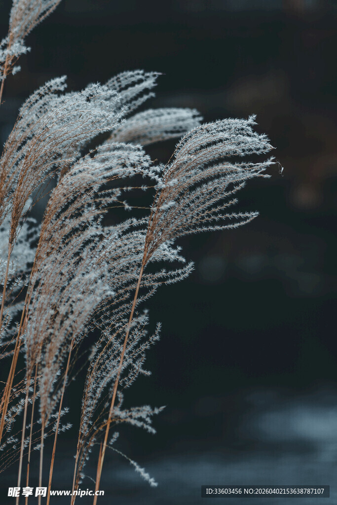 霜覆芦苇