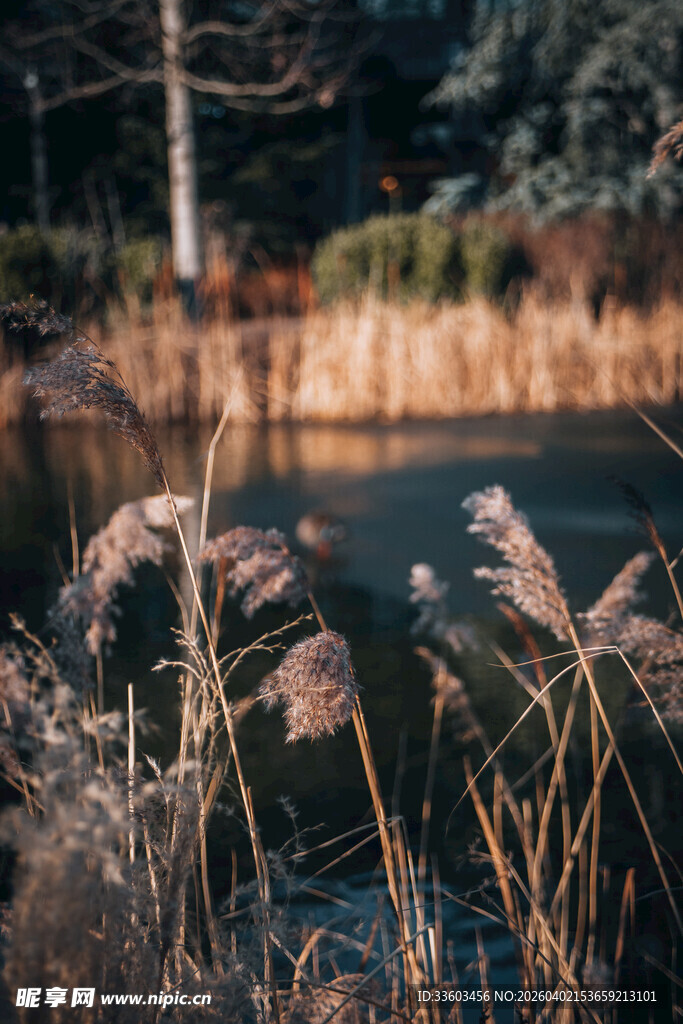 湖畔芦苇与静谧水面景色