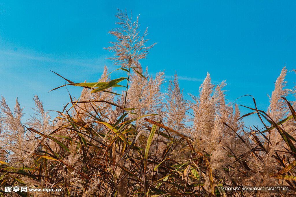 蓝天中飞鸟掠过芦苇丛