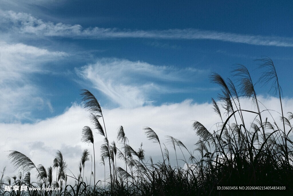 蓝天之下的芦苇剪影