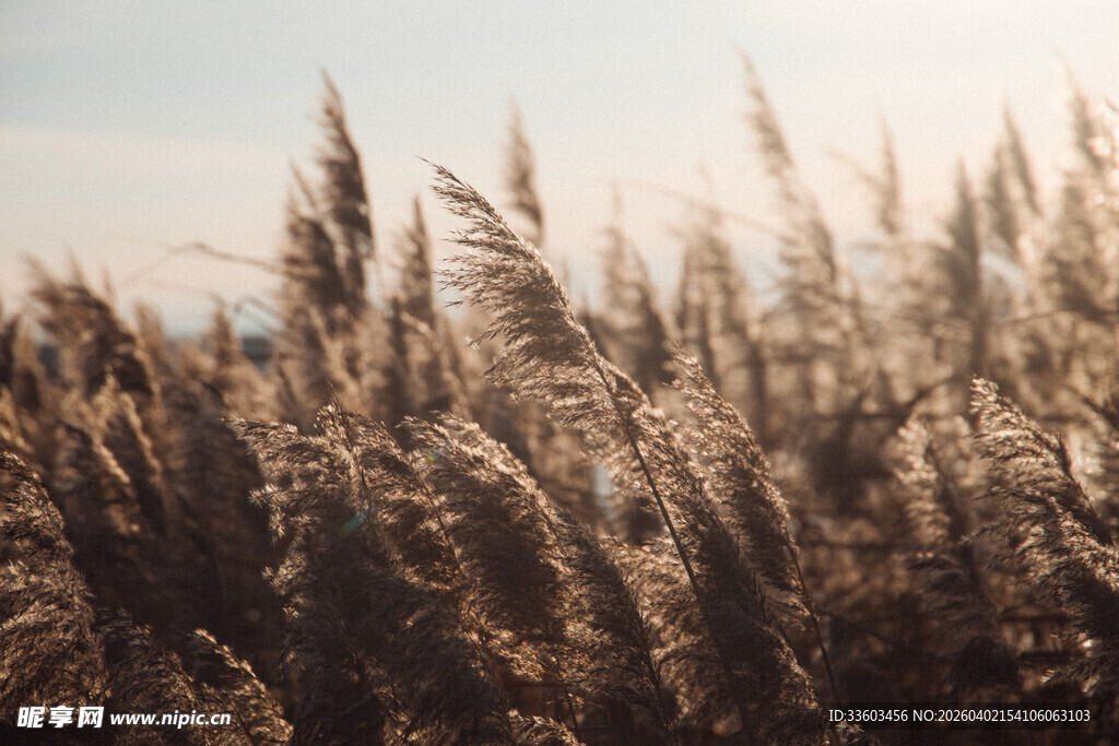 阳光下的芦苇丛