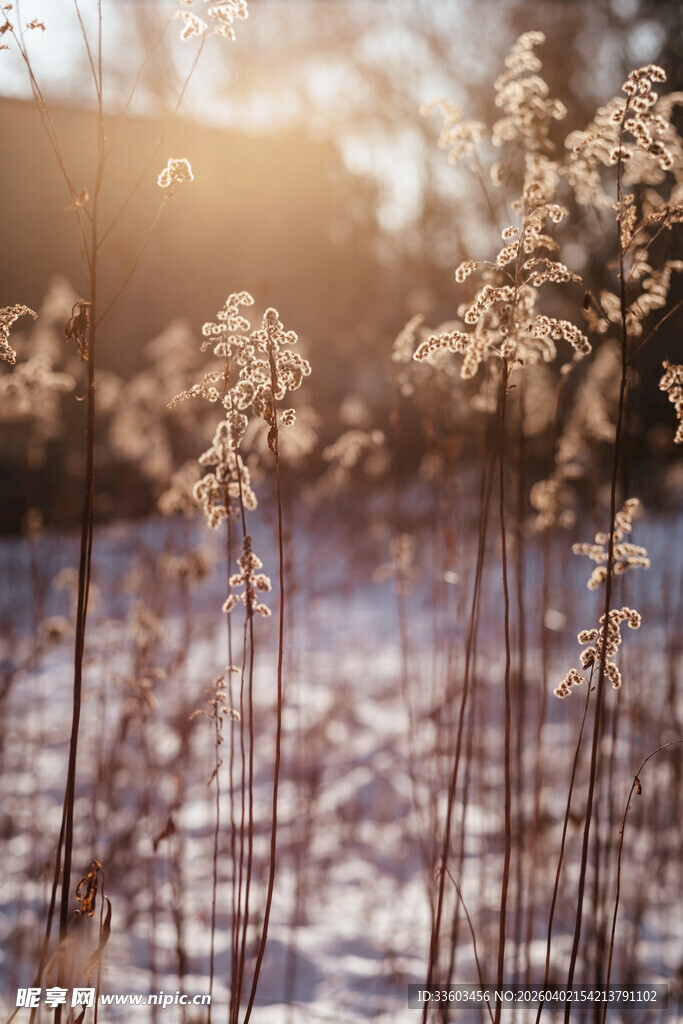 冬日阳光下的芦苇美景