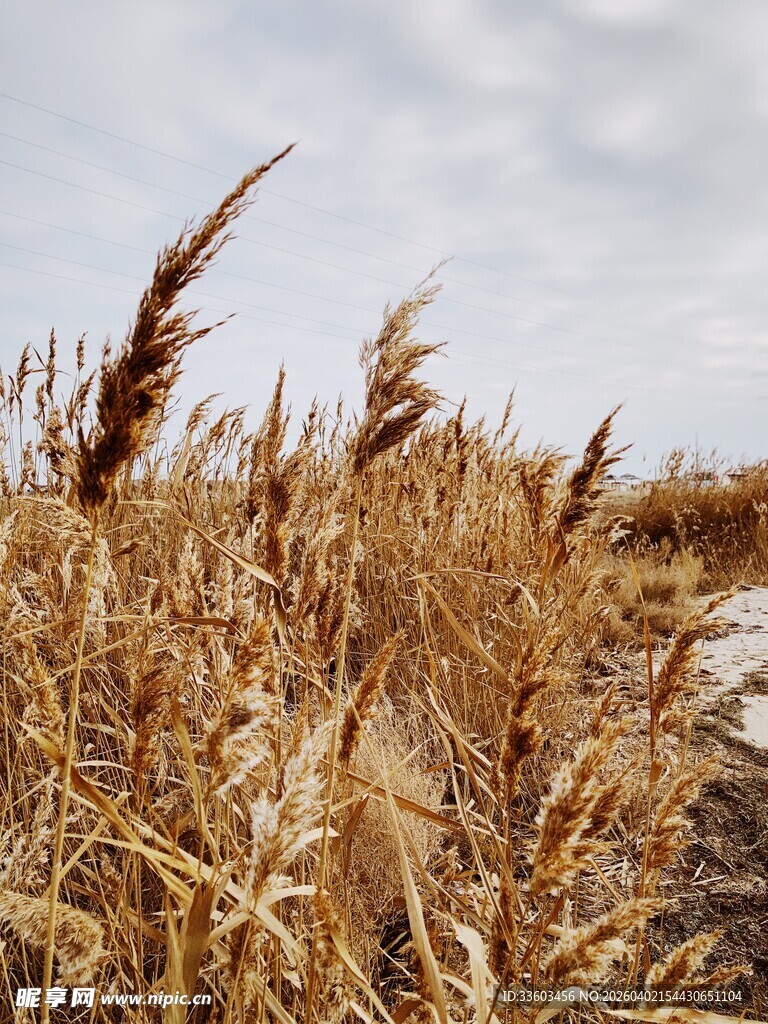 秋日芦苇荡景观