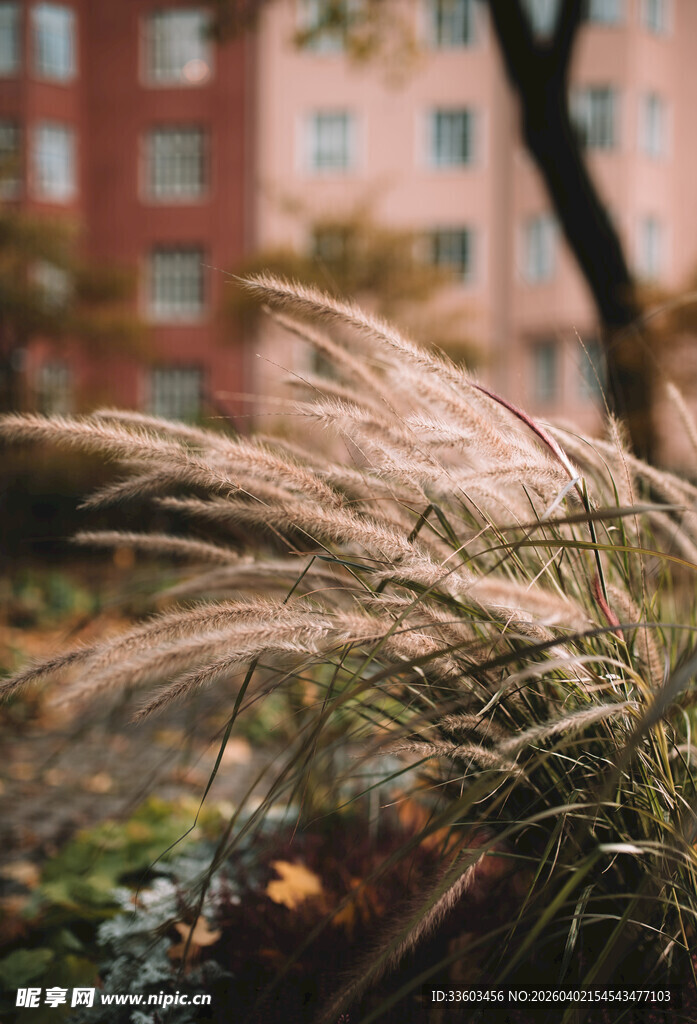 秋日轻盈的蒲苇随风摇曳