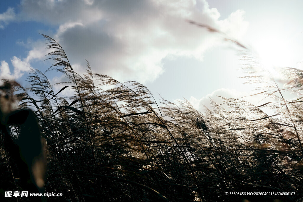 阳光下的芦苇荡