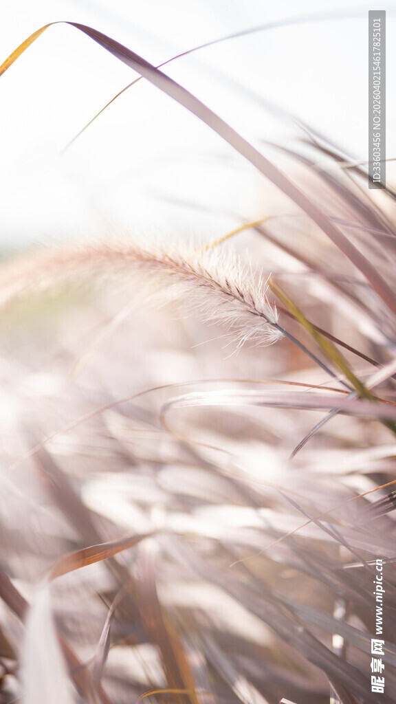 轻柔飘动的美丽芦苇