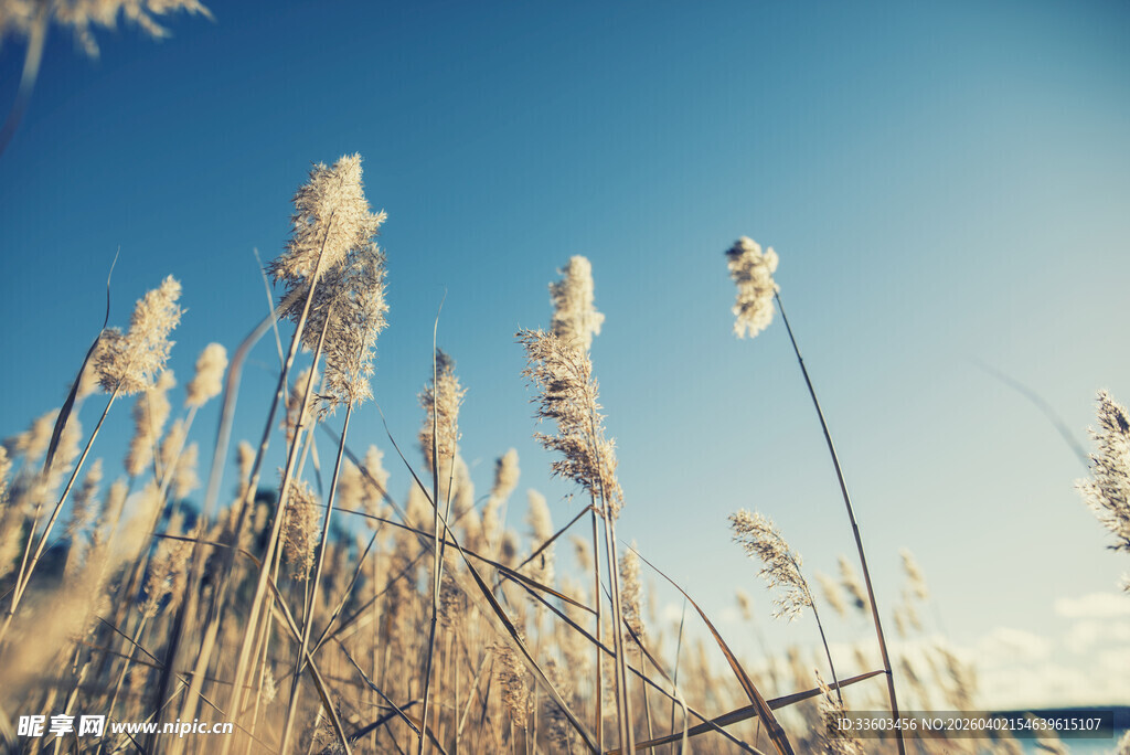 蓝天映衬下的摇曳芦苇