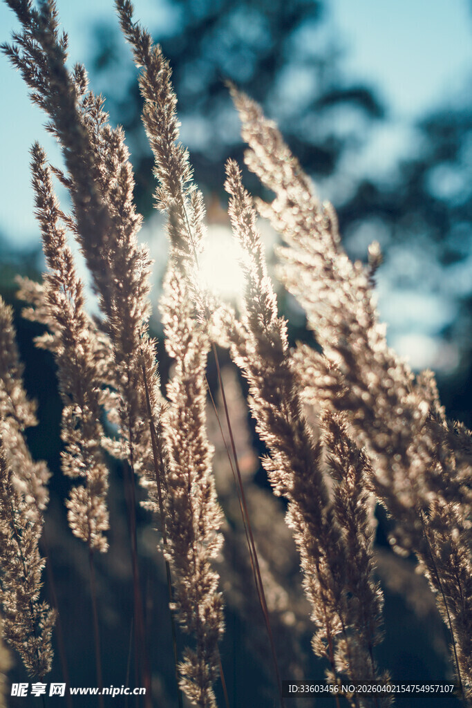 阳光下的金色芦苇