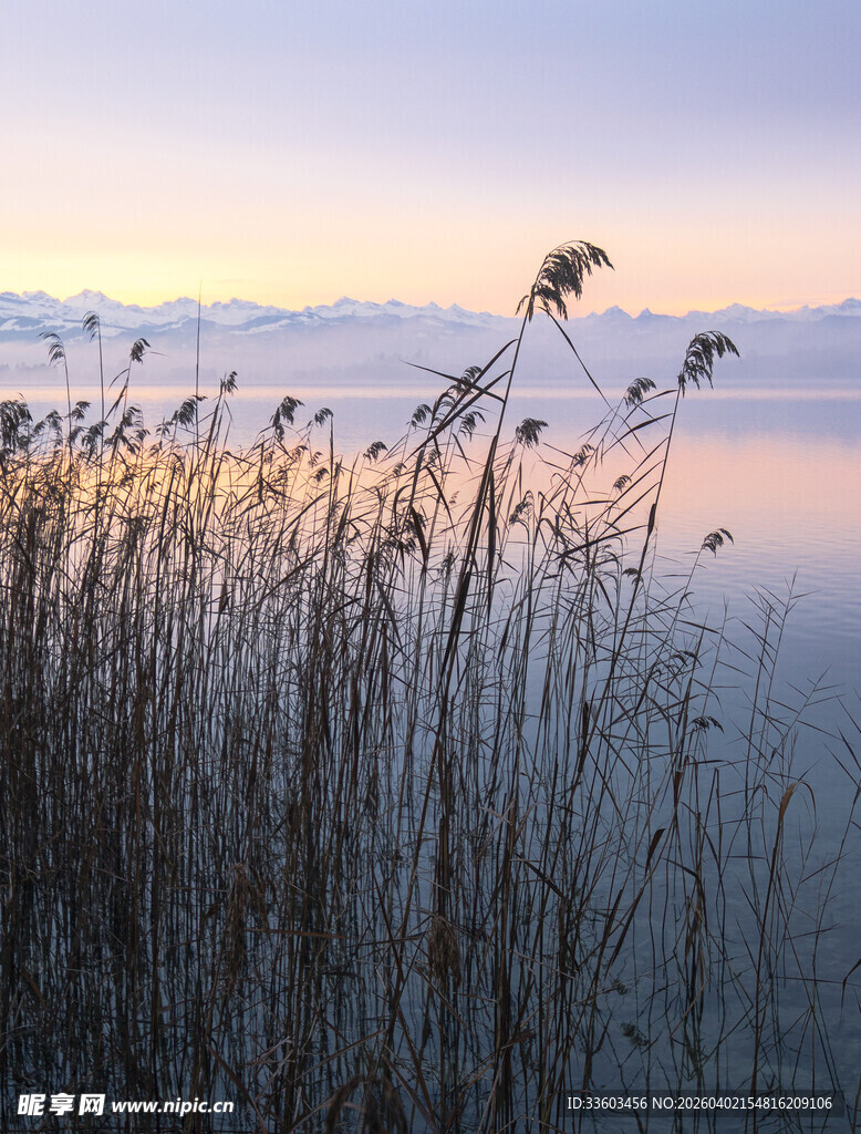 湖畔芦苇在夕阳下摇曳