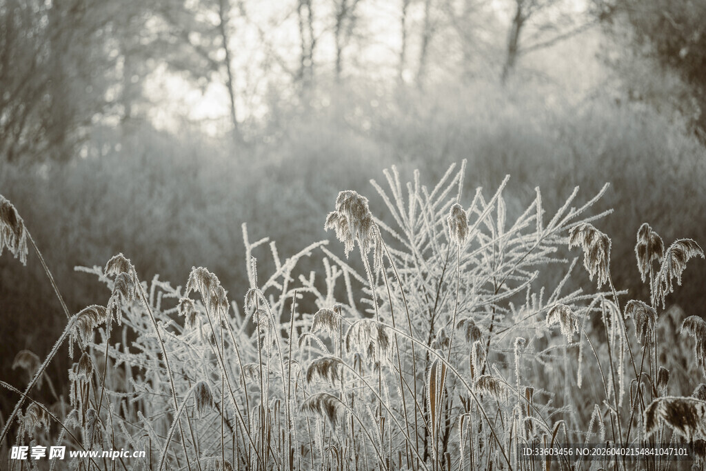 霜覆草木的静谧林间景象