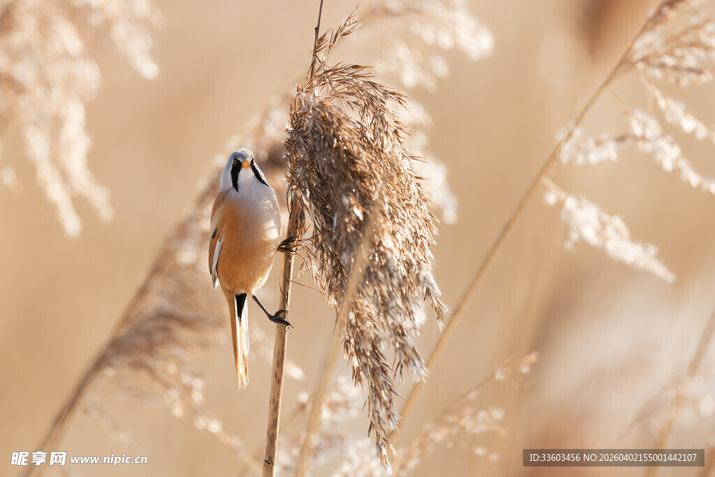 芦苇丛中栖息的小鸟