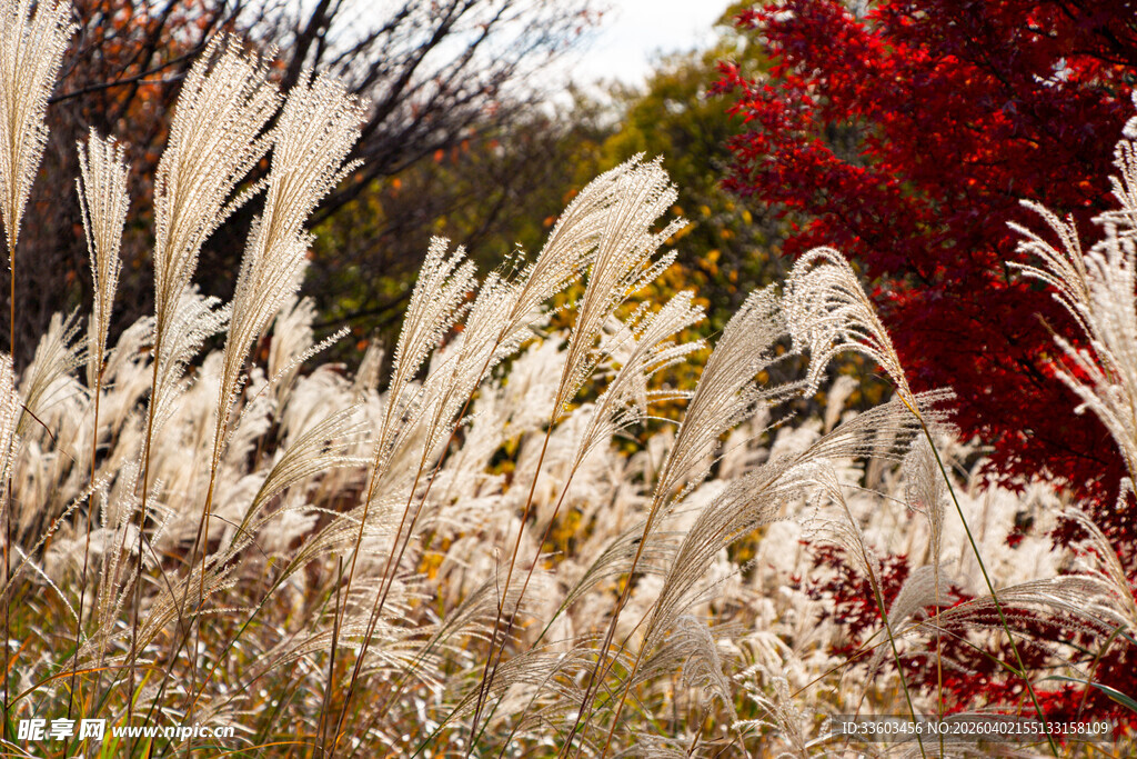 秋日荻花与红叶美景