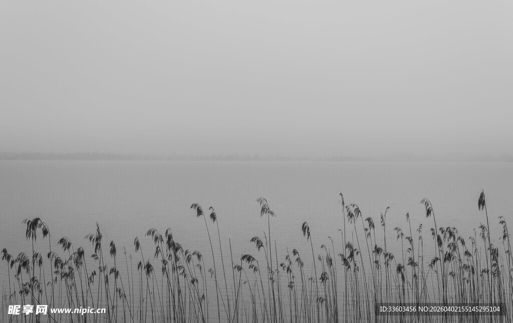 芦苇荡中的静谧自然景致