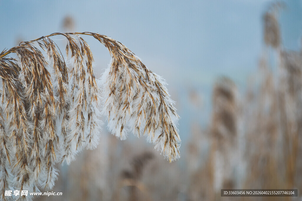 风中摇曳的芦苇
