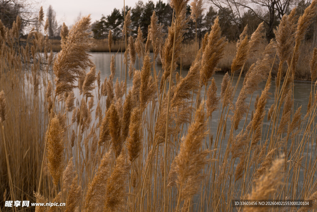 湖畔摇曳的金黄芦苇