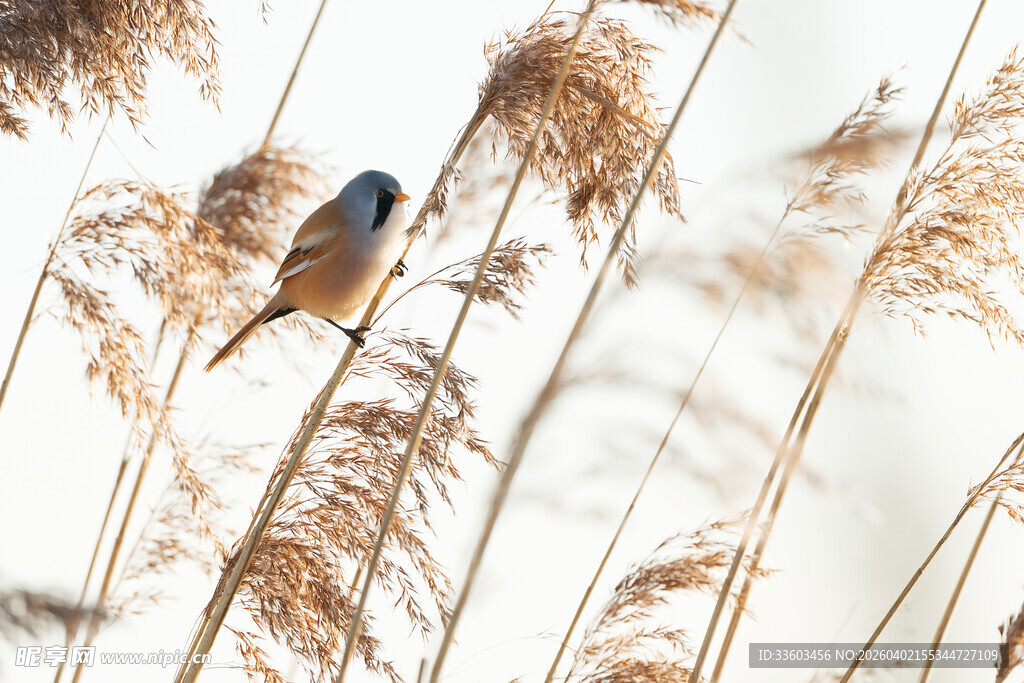 芦苇丛中栖息的小鸟