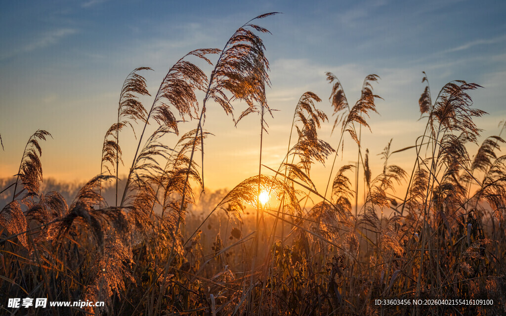 夕阳下的芦苇美景