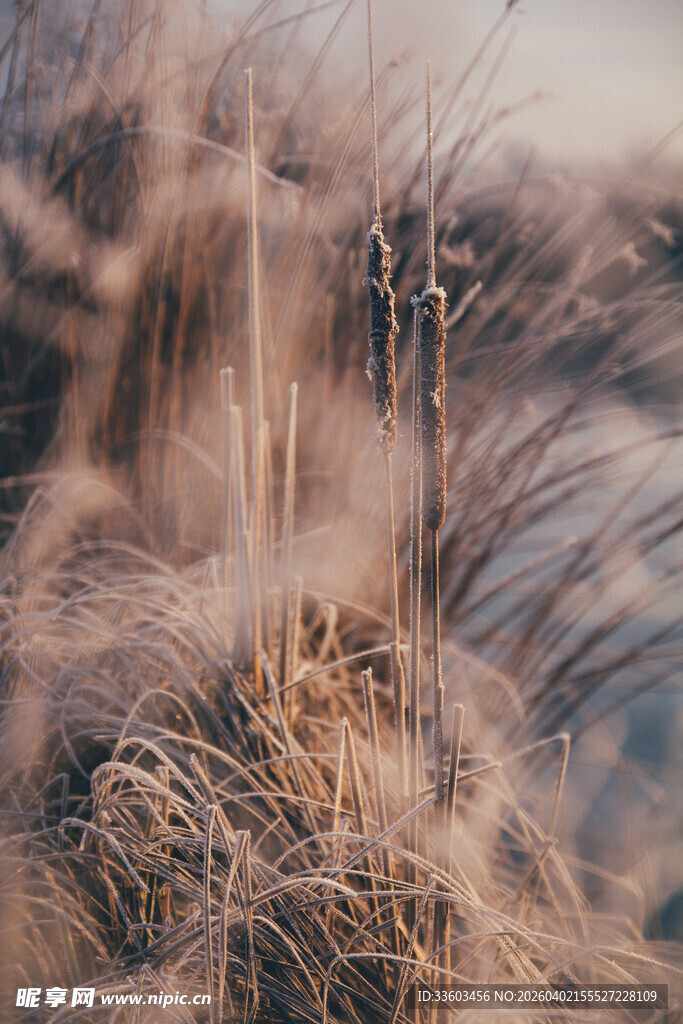 秋日枯黄野草特写
