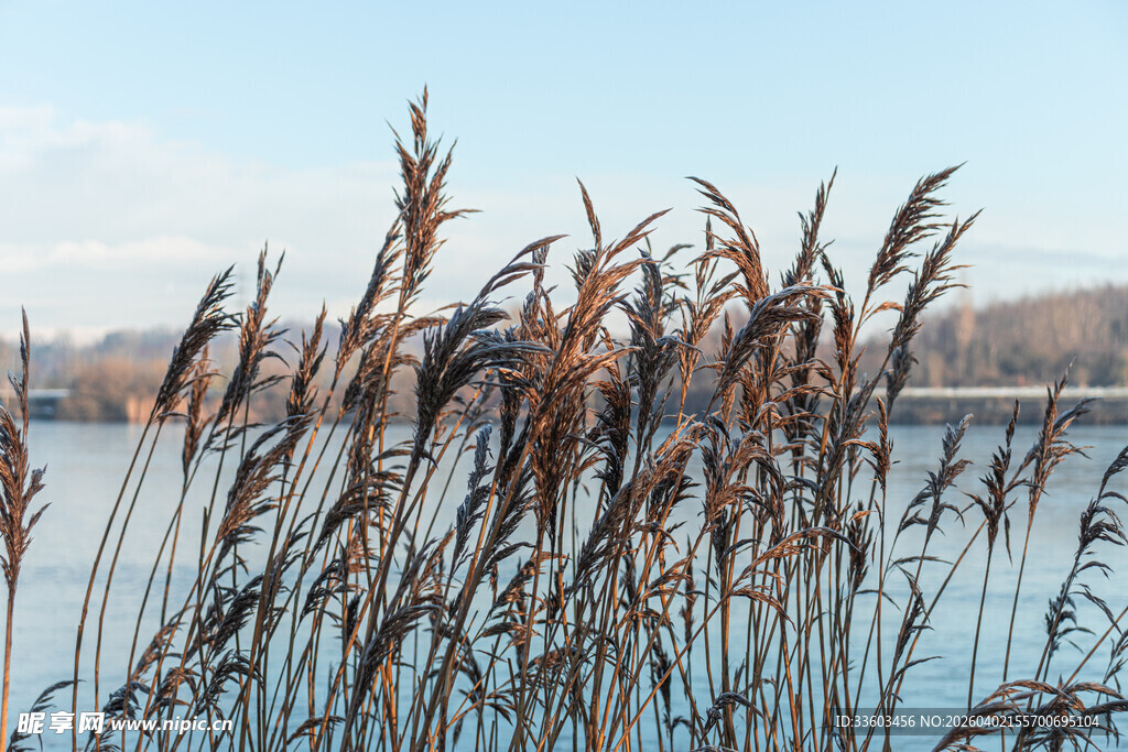 湖畔芦苇随风摇曳