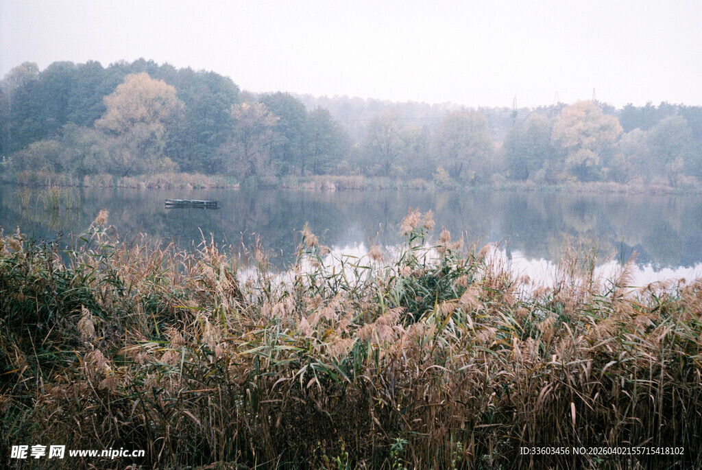 湖畔芦苇