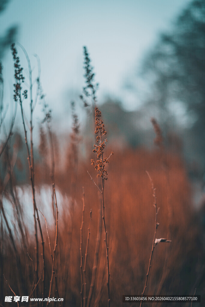 秋日旷野中的芦苇景观