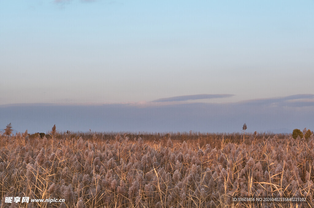 秋日广袤玉米田风光