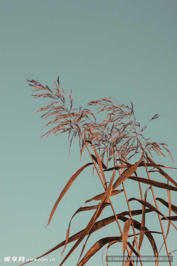 风中摇曳的棕红植物枝叶