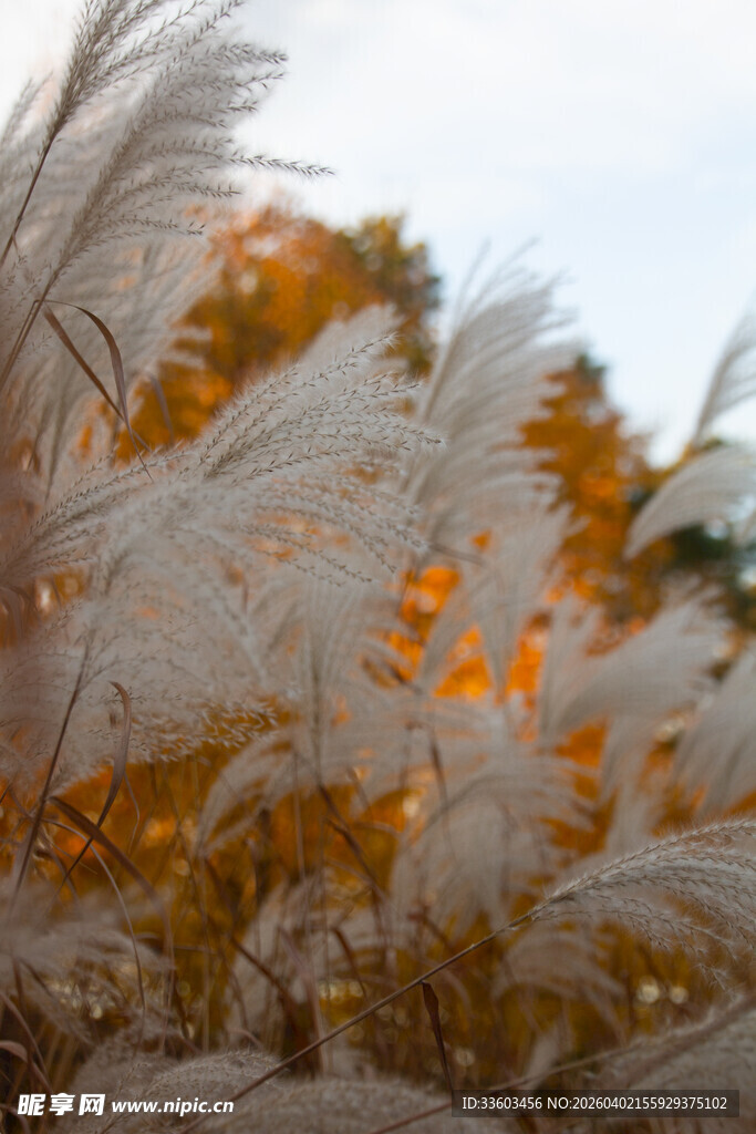 秋日荻花摇曳的美丽景致