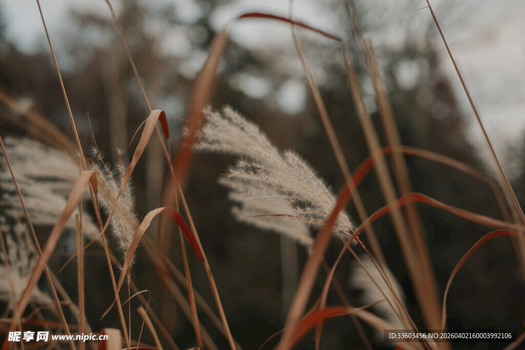 秋日芦苇特写