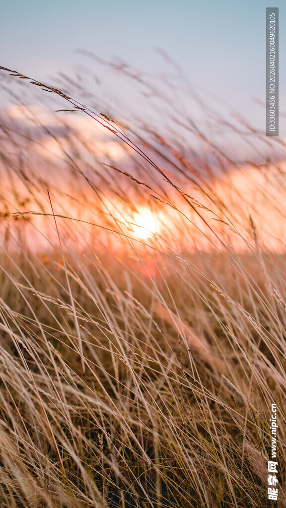 夕阳下的金色芦苇荡