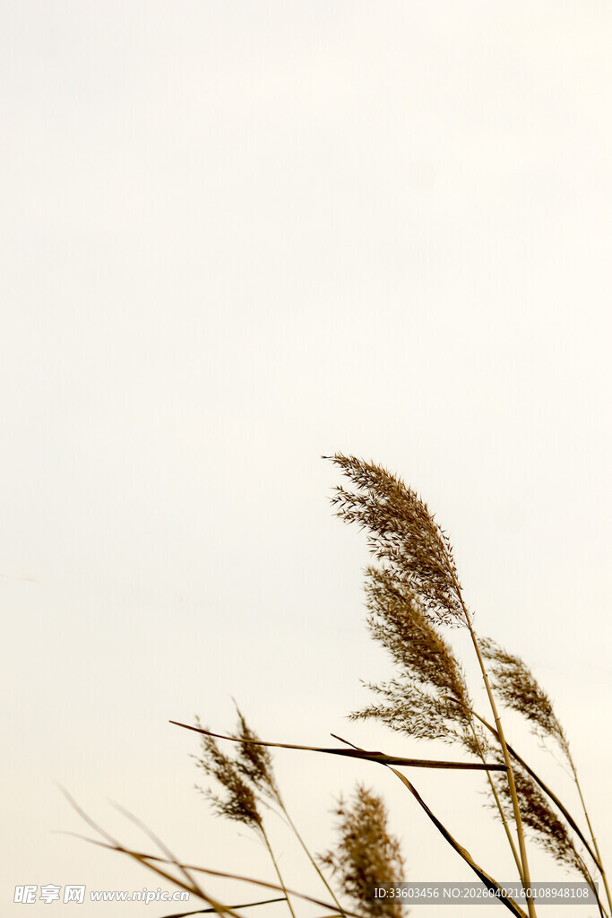 风中摇曳的芦苇