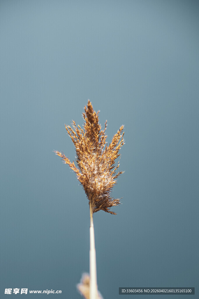 干枯芦苇特写