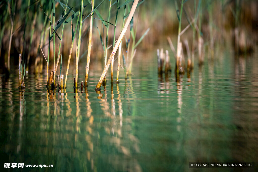 水中芦苇