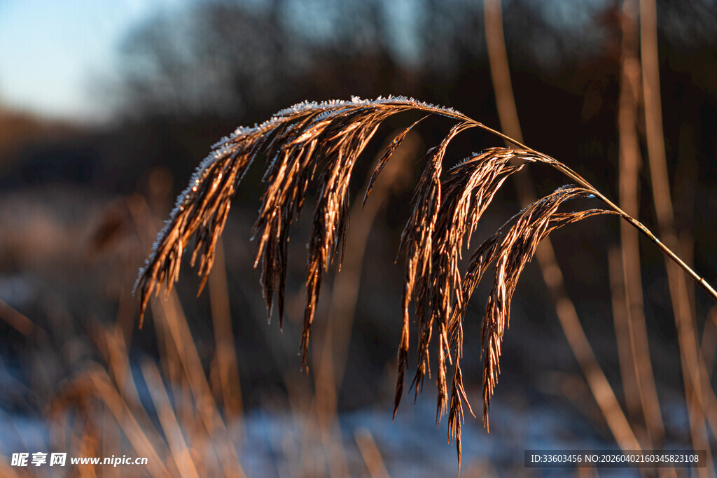 冬日里的芦苇特写